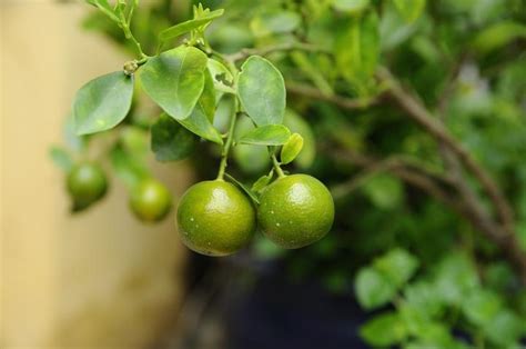 风水植物|盘点20种旺财又旺宅的植物，养起来！